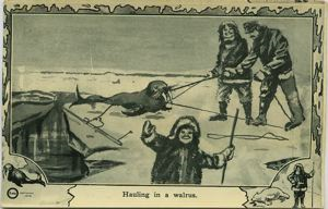 Image of Hauling in a Walrus