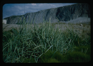 Image of Grass field with mountain in background.
