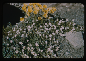 Image: Yellow Arctic Poppy and white flowers.