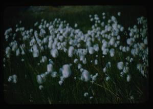 Image: Arctic Cottongrass