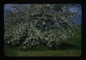 Image: Bush with white blossoms