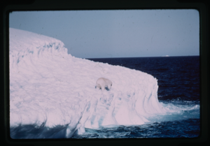 Image of Polar bear on floe