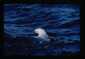 Image: Polar Bear swimming