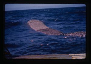 Image of Large net filled with fish in the ocean.