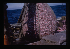 Image of Net filled with fish.