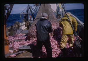 Image of Net full of fish being spilled onto ship deck.