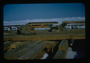 Image of Two dogs sitting on discharging Ramp