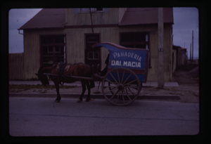 Image of Horse htiched to a cart painted with the words Panaderia Dal Macia