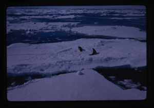 Image of Seals on ice floes