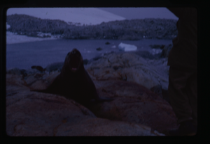 Image of Man standing near weddel Seal