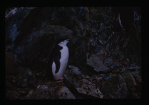 Image: Penguin