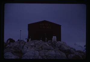 Image of Penguins near red house reading "Base GGV U. De Chile"