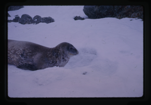 Image of Seal in snow