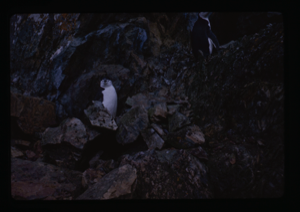 Image of Penguins on cliffside