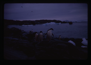 Image: Penguins