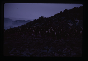 Image of Penguins on rocky perch
