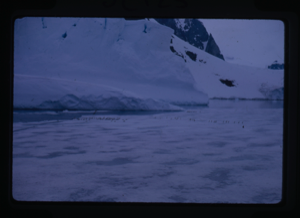 Image of Glacier and a group penguins