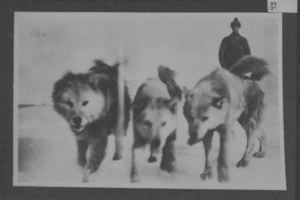 Image of Three sledge dogs, MacMillan (?) in rear