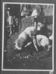Image of Dogs on SS Roosevelt