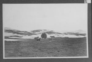 Image of Dogs with musk ox, general view