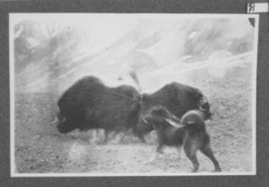 Image of Dog and musk ox, close-up