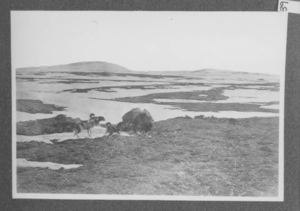 Image of Dogs with musk ox, general view