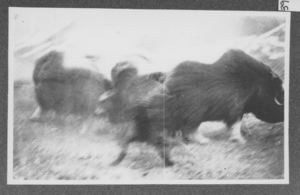 Image of Dog and musk oxen, close-up