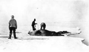 Image of Captured walrus on pan off Cape Hatherton