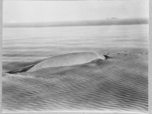 Image of White whale, harpooned, Point Cairn