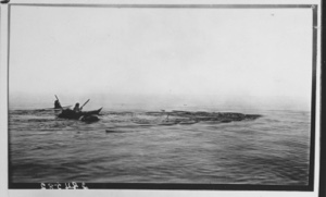 Image of [Two kayaks and harpooned animal]