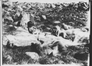Image of Eskimo [Inughuit] kiddies enjoying a sun bath in July