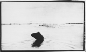 Image of [Seal float]