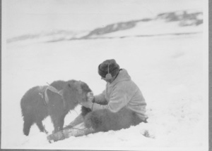 Image: MacMillan and young musk-ox captured in Bay Fiord
