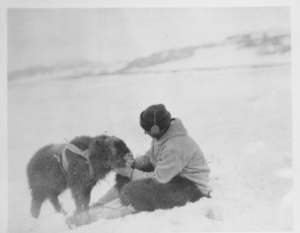 Image of A baby musk-ox converted... to an affectionate domestic animal