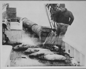 Image of Four seals on the deck of the Bowdoin at Refuge Harbor [Qamarfit]