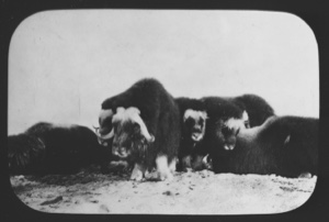 Image of Herd of musk-oxen where MacMillan had an adventure with an infuriated bull