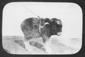 Image of [Musk-ox calf wearing harness]