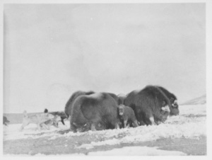 Image of Herd of musk-oxen held at bay by dogs, Ellesmere Land