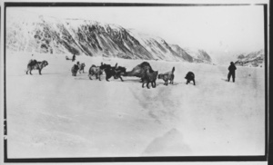 Image of Dogs with downed musk-ox