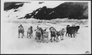 Image of Eskimo [Inughuit] dog team