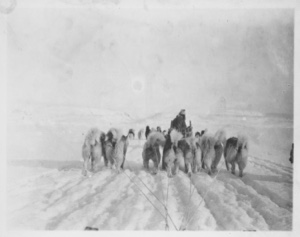 Image of Polaris winter quarters, Greenland. MacMillan's dogs returning from 1917 trip, a