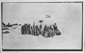 Image: MacMillan's snow house. Tenderloins and hind legs of musk-ox