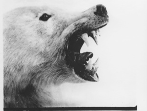 Image of [Polar bear head showing teeth]