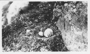 Image: Nest of Glaucous Gull on cliffs