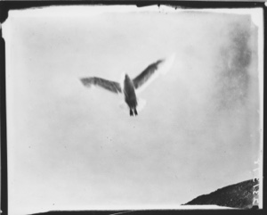 Image of Glaucous Gull flying