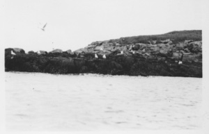 Image of [Birds on rocks at shoreline]