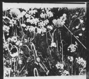 Image of [Arctic flowers]