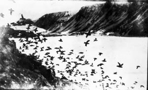 Image of Bird cliffs