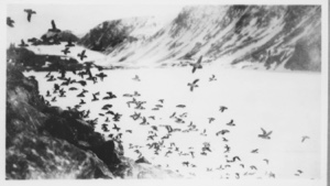 Image of Bird life. Dovekies in flight