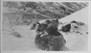 Image of Eskimo [Inughuit] dog and pup